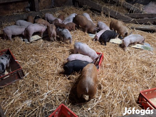 Le választott malacok eladók kisebb nagyobb 23.000Ft/db