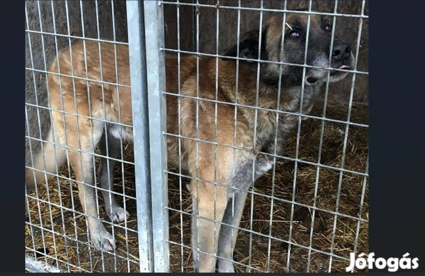 Leadott, nagytestű idős, szelíd kan kutya keres otthont