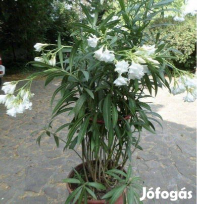 Leander 20 éves gyönyörű fehér virág