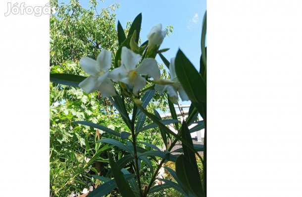 Leander, leanderek.Virágzáskor a kert, terasz dísze.Többféle méretben