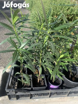 Leander csemeték (50 cm)