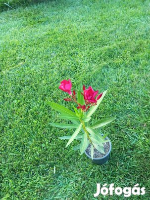 Leander dupla barackvirág szín