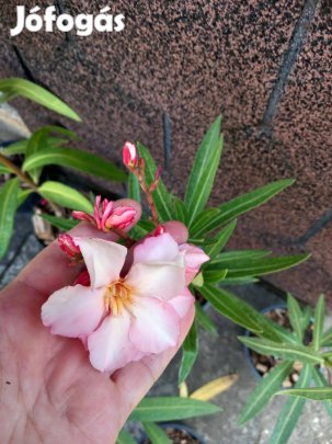 Leander dupla barackvirág szín