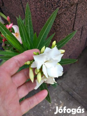 Leander dupla szirmú fehér virág