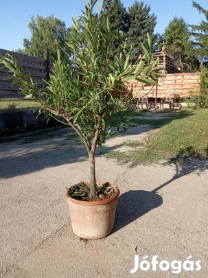 Leander eladó Bicskén