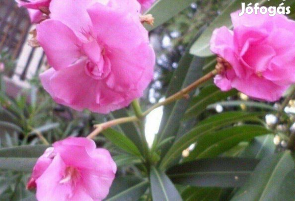 Leander fa kültéri növény 40 éves nagy méret