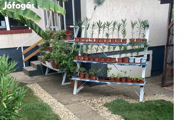 Leander fehér, piros