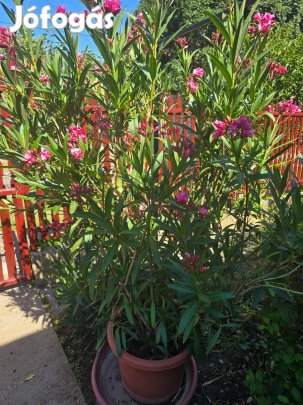 Leander fehér és rózsaszín, nagyok, dúsak