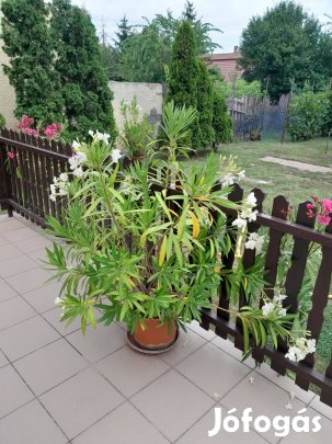 Leander kapható különböző színekben méretekben -Göd-