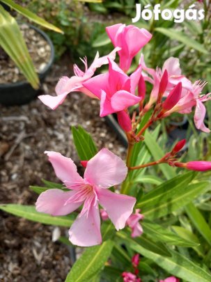 Leander különleges rózsaszín szimpla virág