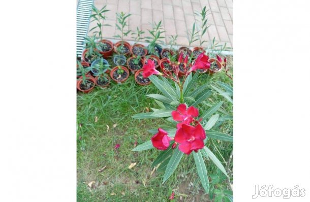 Leander magok - 25-30 db maradt