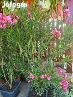 Leander rózsaszín, 160 cm