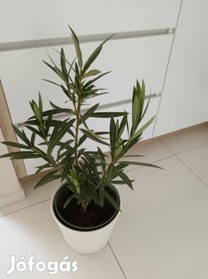 Leander teljes virágú fehér