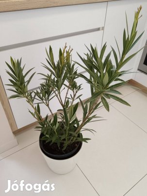 Leander teljes virágú fehér