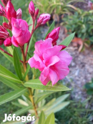 Leander tripla telt rózsaszín virág