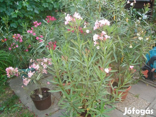 Leánderek cserépben