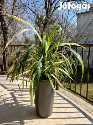 Lechuza Önöntözős Antracit Kaspó a növénnyel