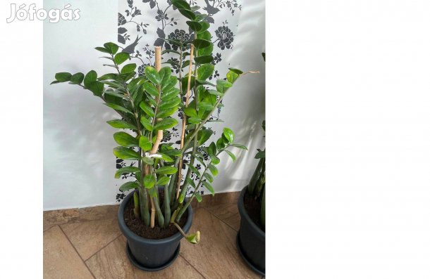 Legénypálma eladó