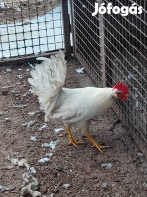 Leghorm kakasok!