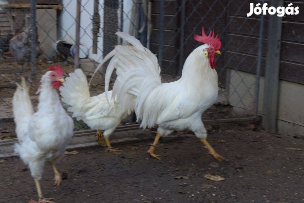 Leghorn csibe csirke naposcsibe