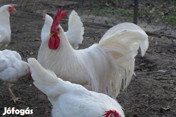 Leghorn naposcsibe, csibe, csirke