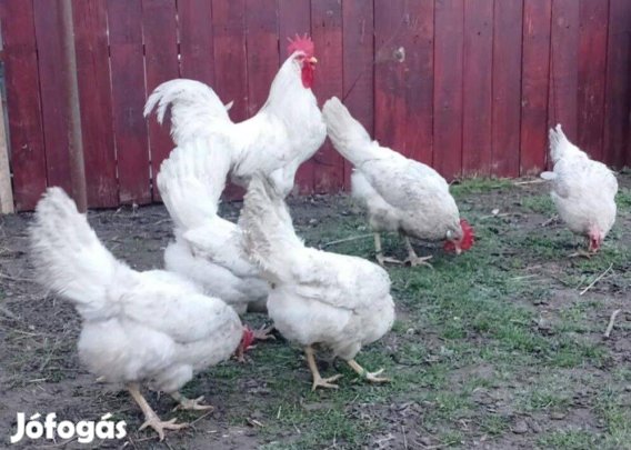 Leghorn tenyész tojás eladó!