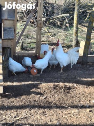 Leghorn tenyésztojás