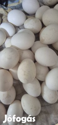 Leghorn tenyésztojás eladó