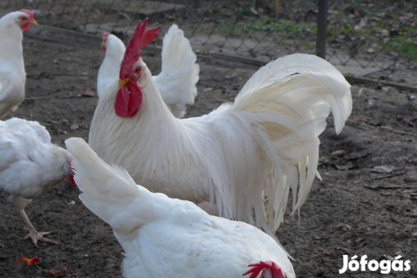 Leghorn tojás, tenyésztojás, keltetőtojás