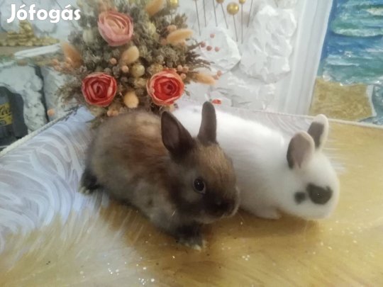 Legkisebb fajta nyúl nyuszi