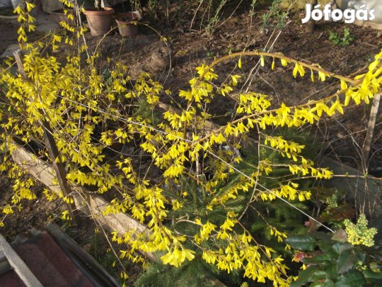 Legkorábban virágzó Aranyvessző eladó!