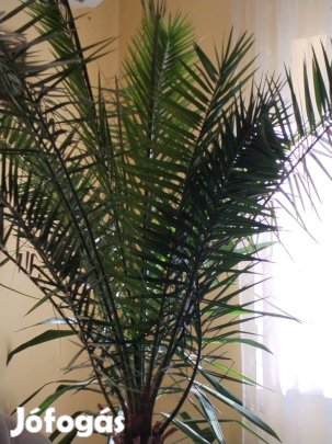 Legyező pálma nagyméretű