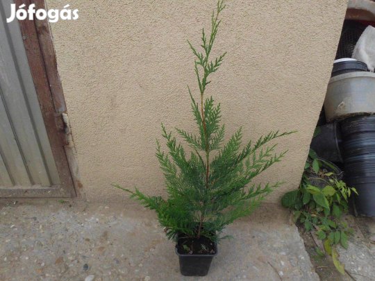 Leilandi ciprus eladó, sövénynek is!