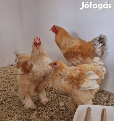 Lemon Pyle Brahma kakasok