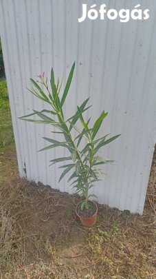 Lender magcsemete eladó kont