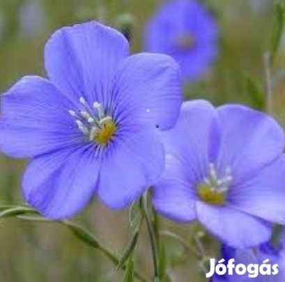 Lenvirág színes csomagban is