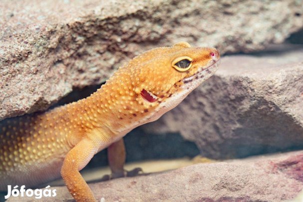 Leopárd Gekkó Kezdőcsomag