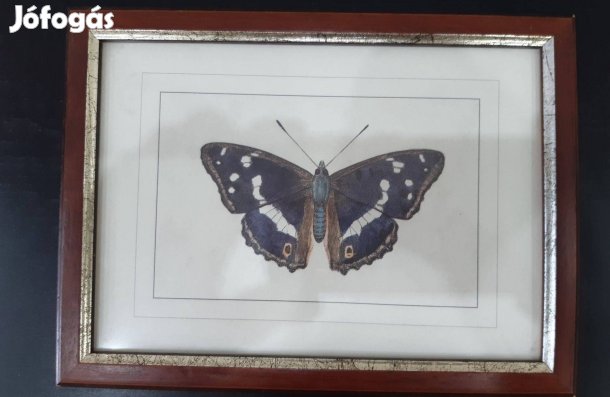 Lepke ábrázolás bekeretezve reprodukció