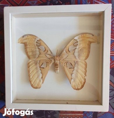 Lepke gyűjtemény Atlaszlepke preparátum képkeretben pillangó