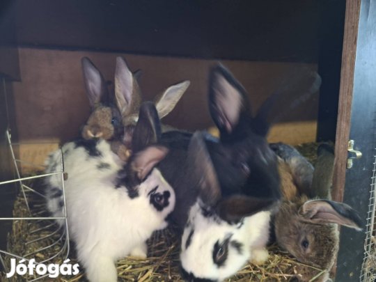 Lepketarka és házi nyulak