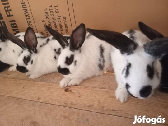 Lepketarka nyulak eladók