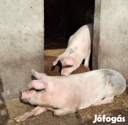 Levágásra vagy továbbtartásra kocák eladóak