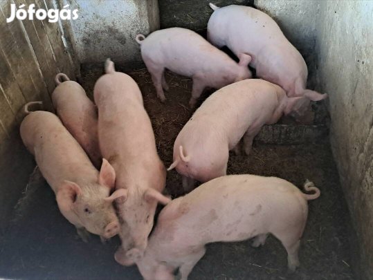 Leválasztott malacok eladók!