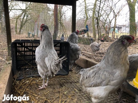 Levander araucana kakasok