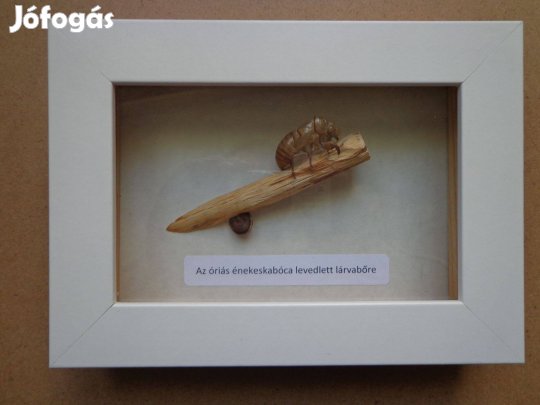 Levedlett kabóca lárvabőr