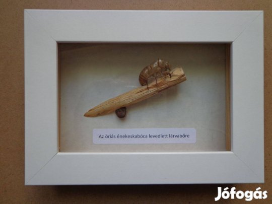 Levedlett lárvabőr (Kabóca)