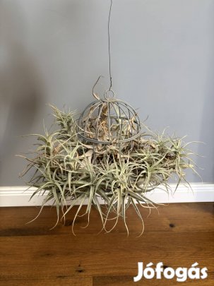 Levegőnövény Tillandsia purpurea eladó