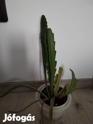 Levélkaktusz eladó 