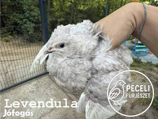 Levendula fürj tojás keltetésre