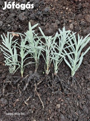 Levendula gyökeres dugvány